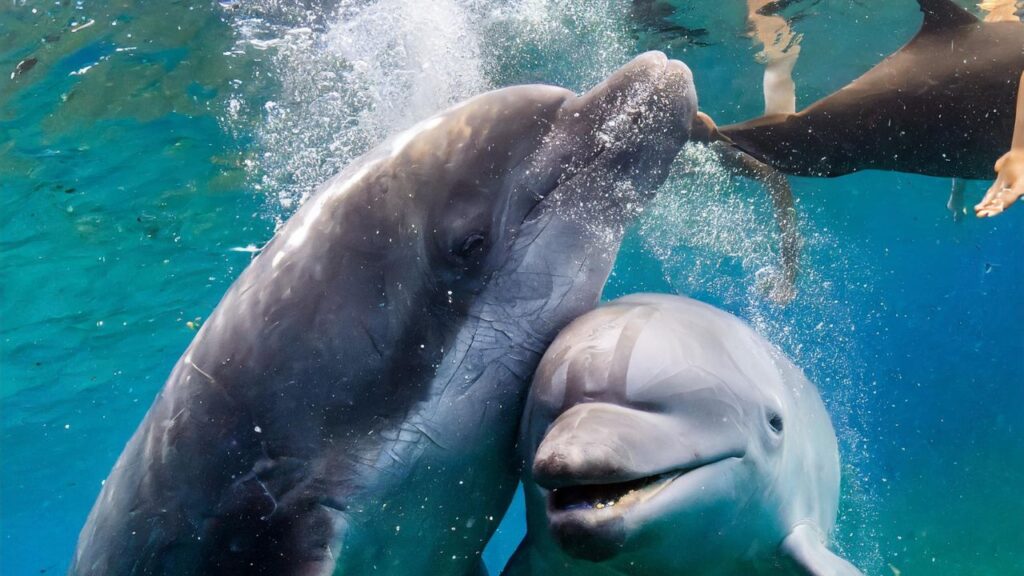 Do Dolphins Attack Manatees