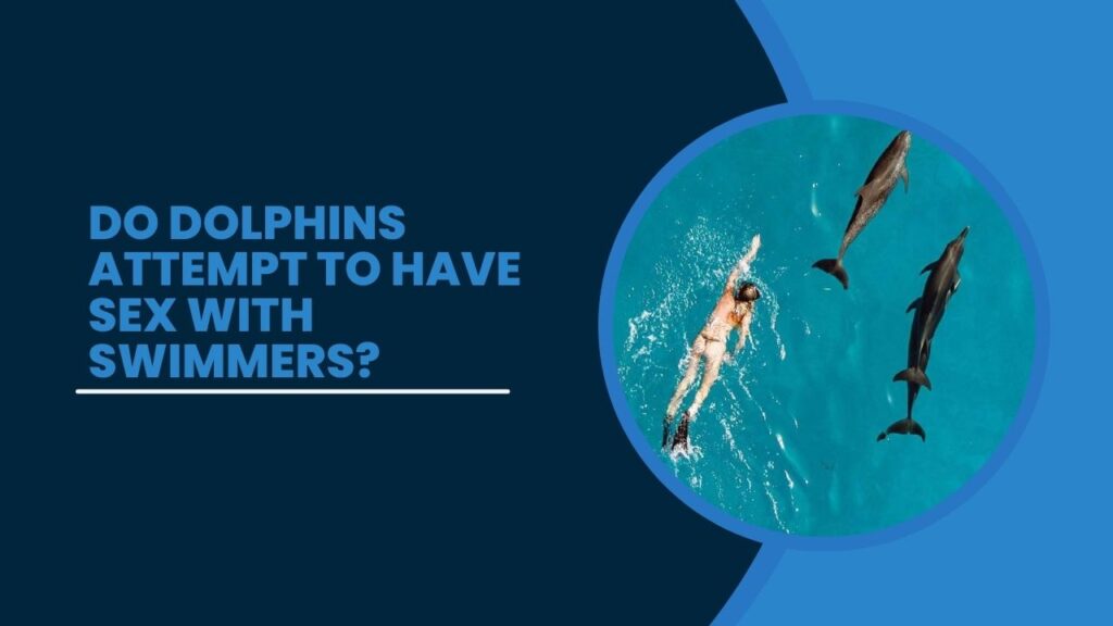 Do Dolphins Attempt To Have Sex With Swimmers