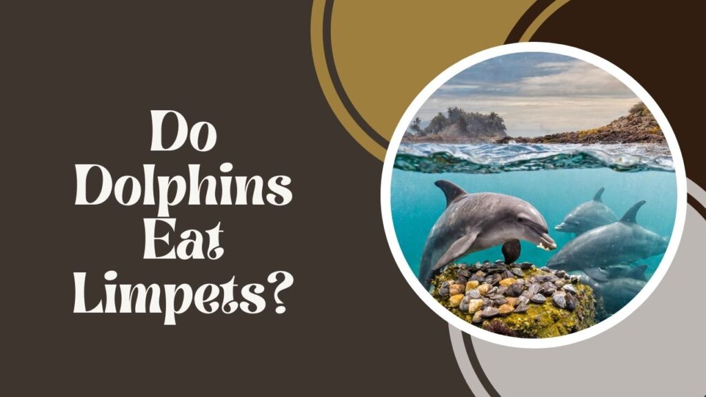 Do Dolphins Eat Limpets