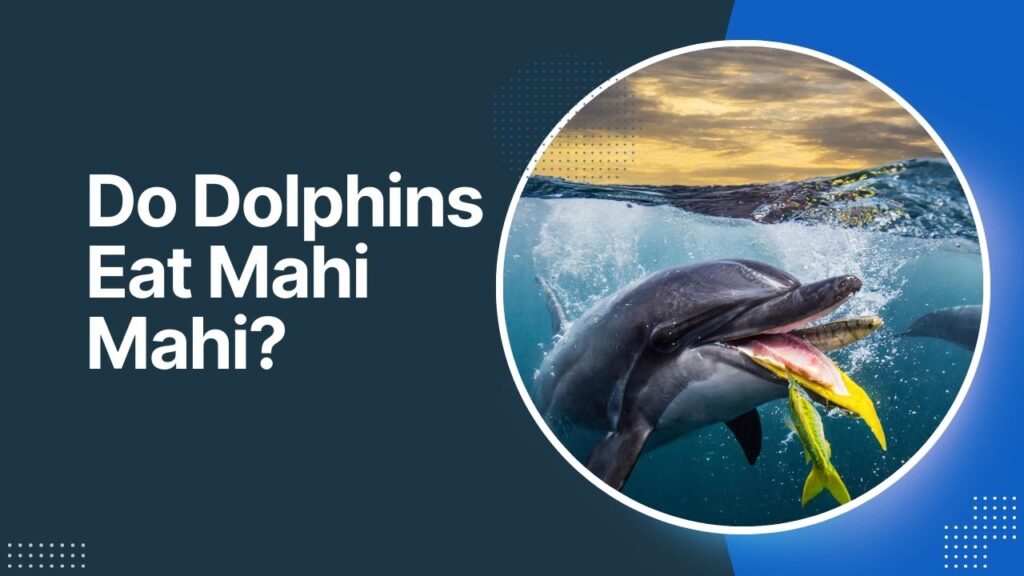 Do Dolphins Eat Mahi Mahi