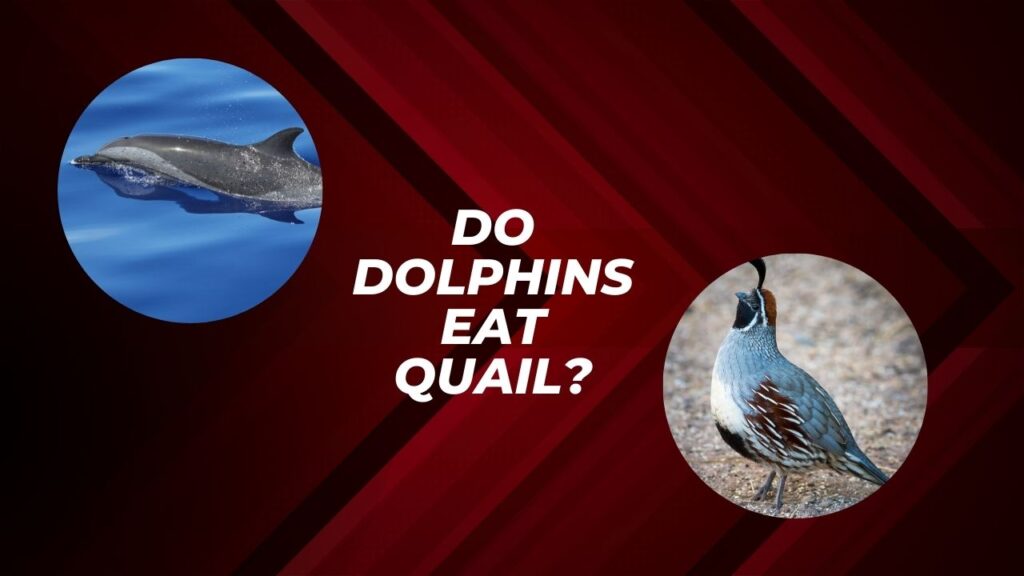 Do Dolphins Eat Quail