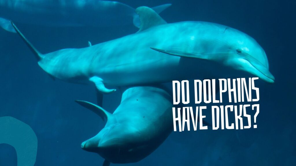 Do Dolphins Have Dicks