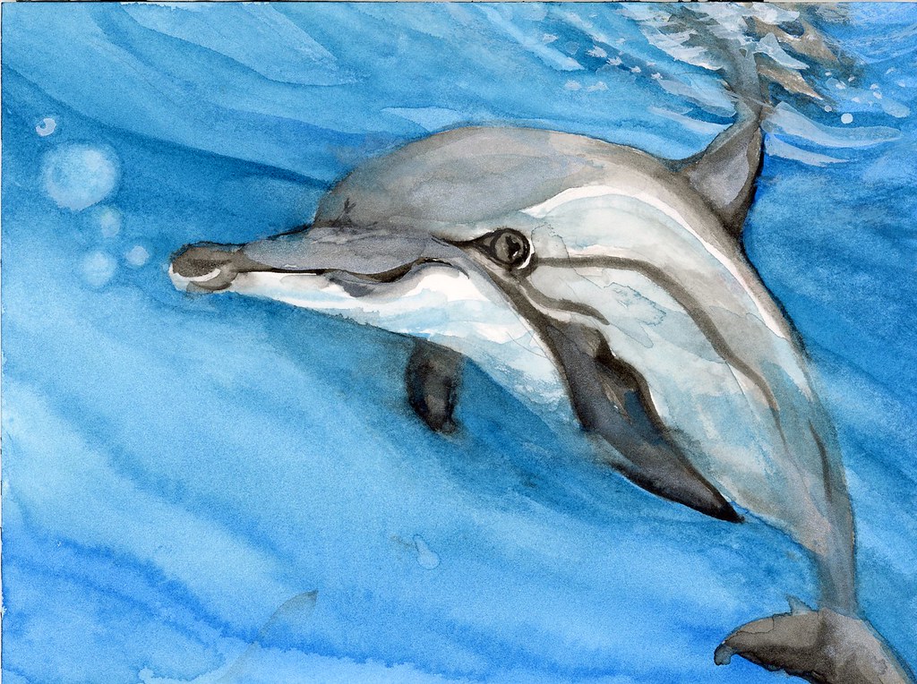 Do Dolphins Have Dicks