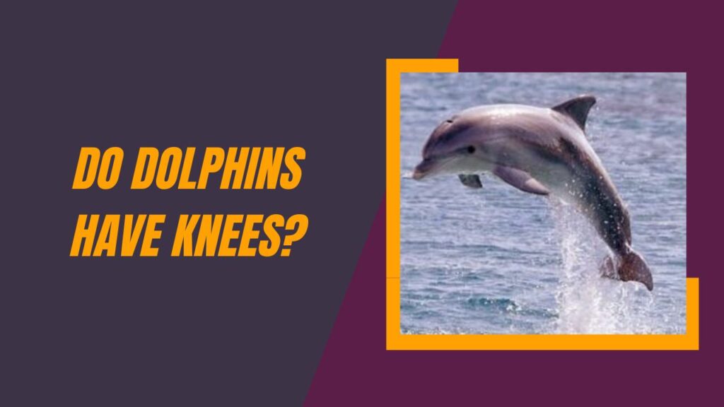 Do Dolphins Have Knees