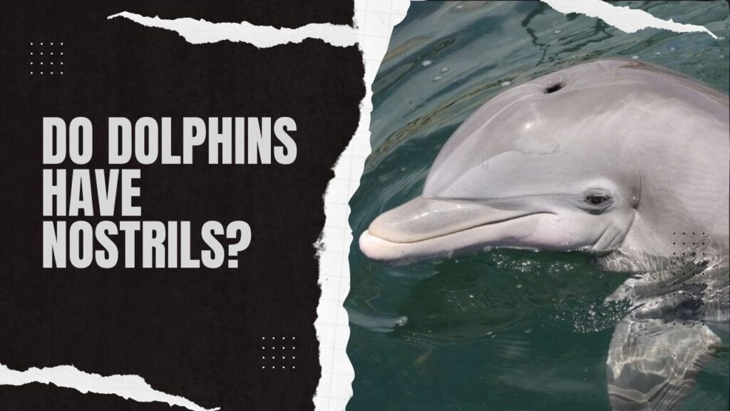 Do Dolphins Have Nostrils