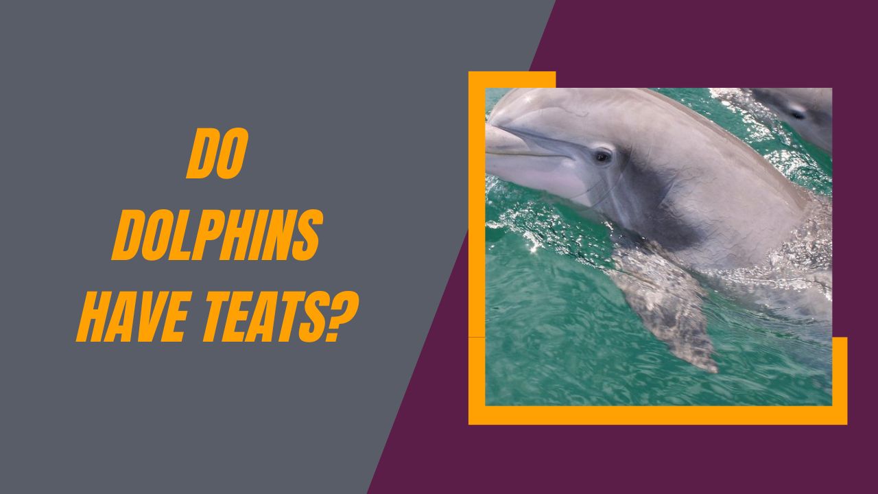 Do Dolphins Have Teats? Unveiling the Mysteries | DolphinXpert.com