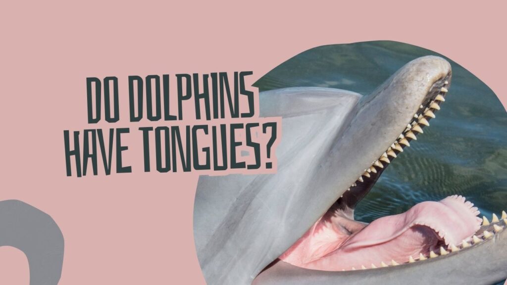 Do Dolphins Have Tongues