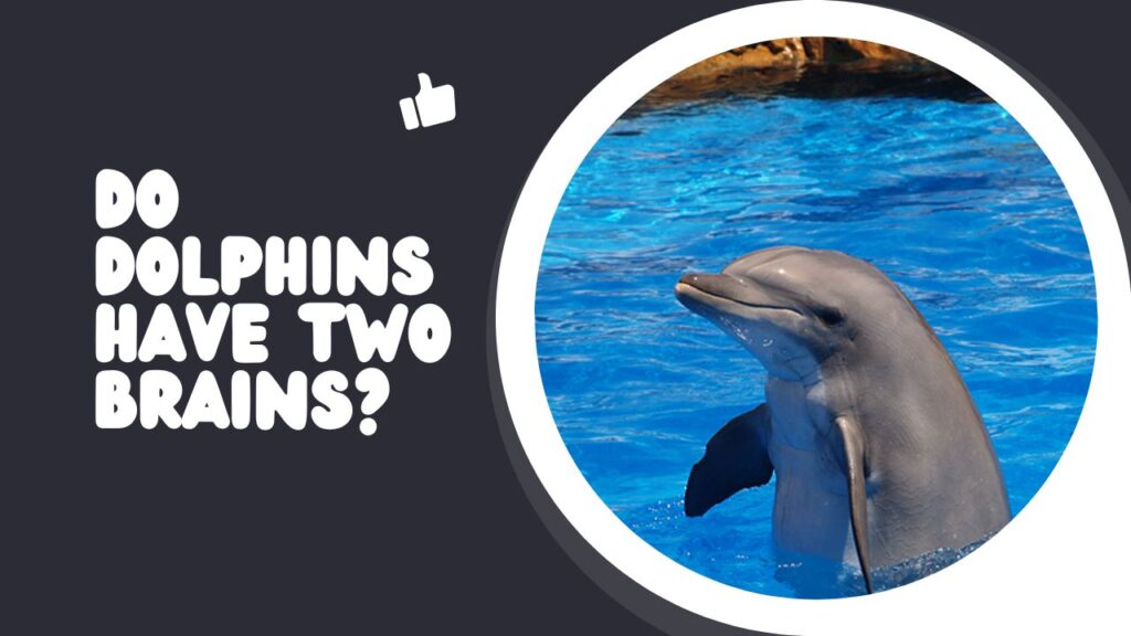 Do Dolphins Have Two Brains