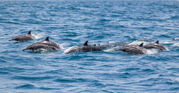 Do Dolphins Live In The Pan Pacific Ocean