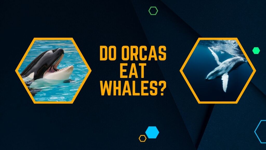 Do Orcas Eat Whales