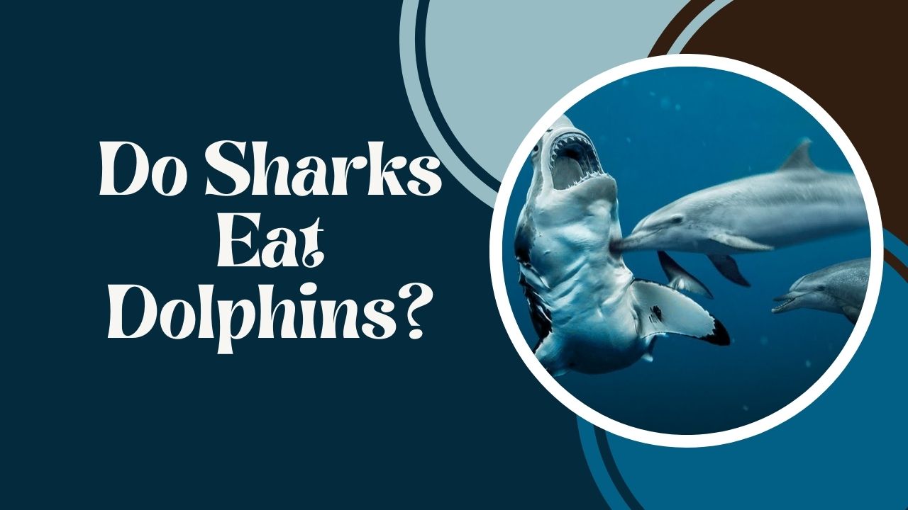 Do Sharks Eat Dolphins? Guide to Predatory Behavior | DolphinXpert.com