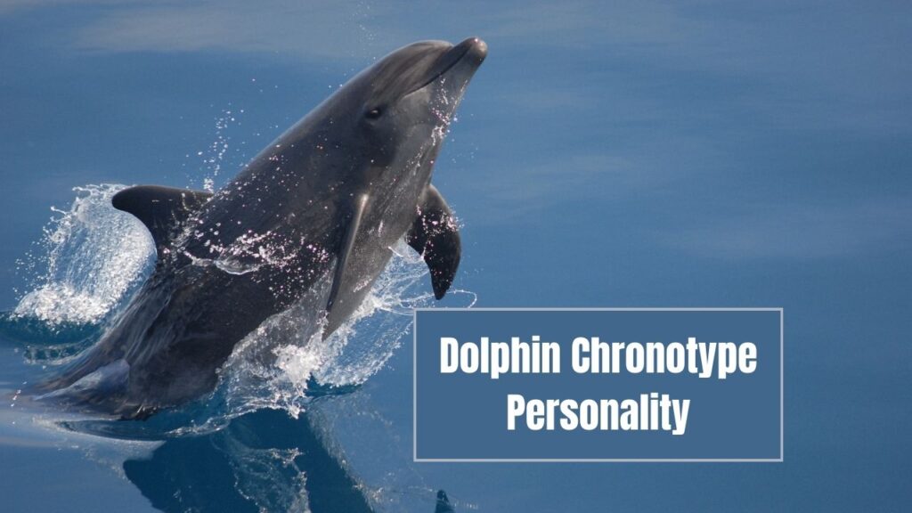 Dolphin Chronotype Personality
