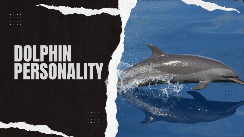 Dolphin Personality
