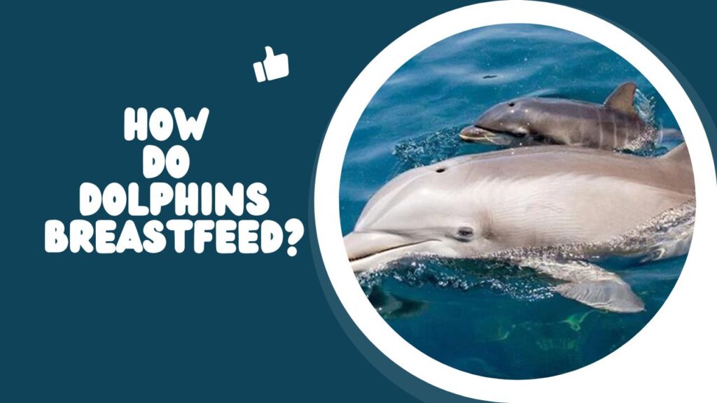 How Do Dolphins Breastfeed