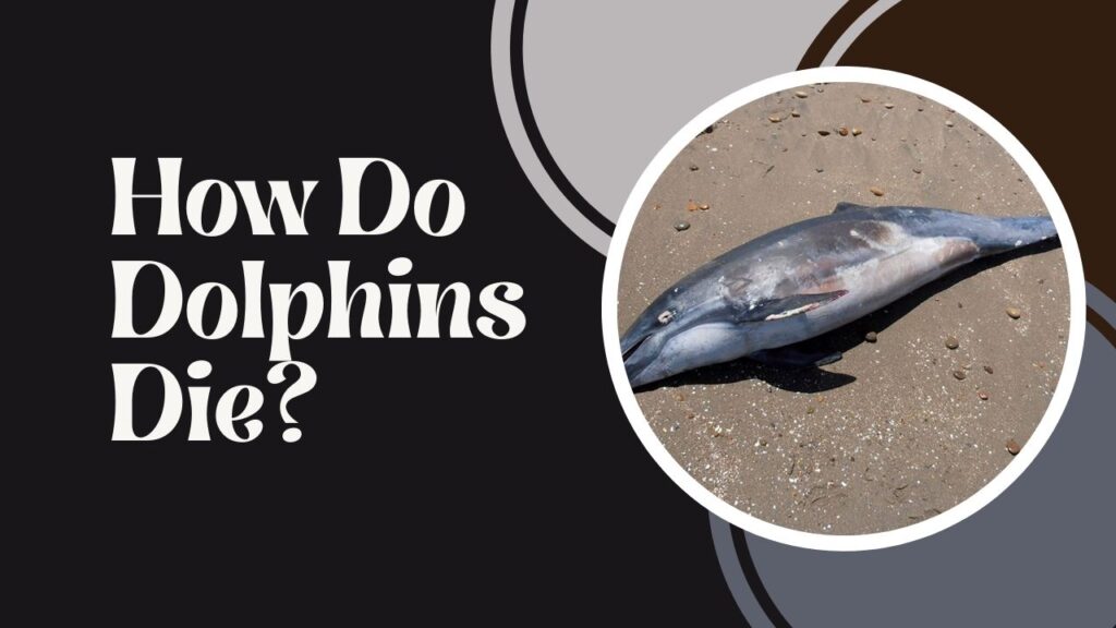 How Do Dolphins Die 