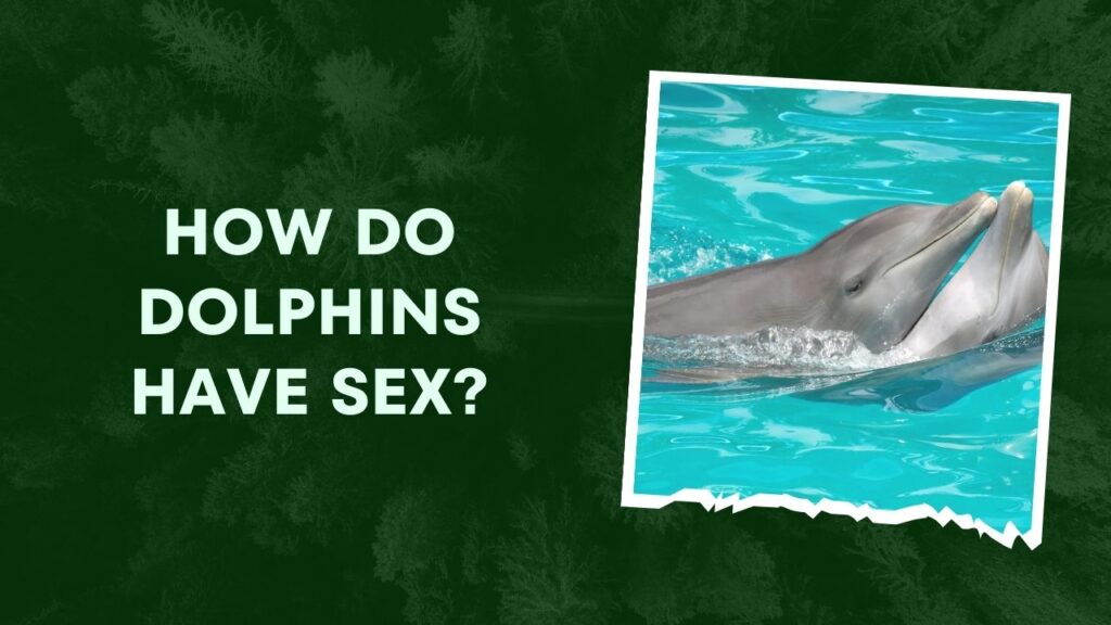 How Do Dolphins Have Sex