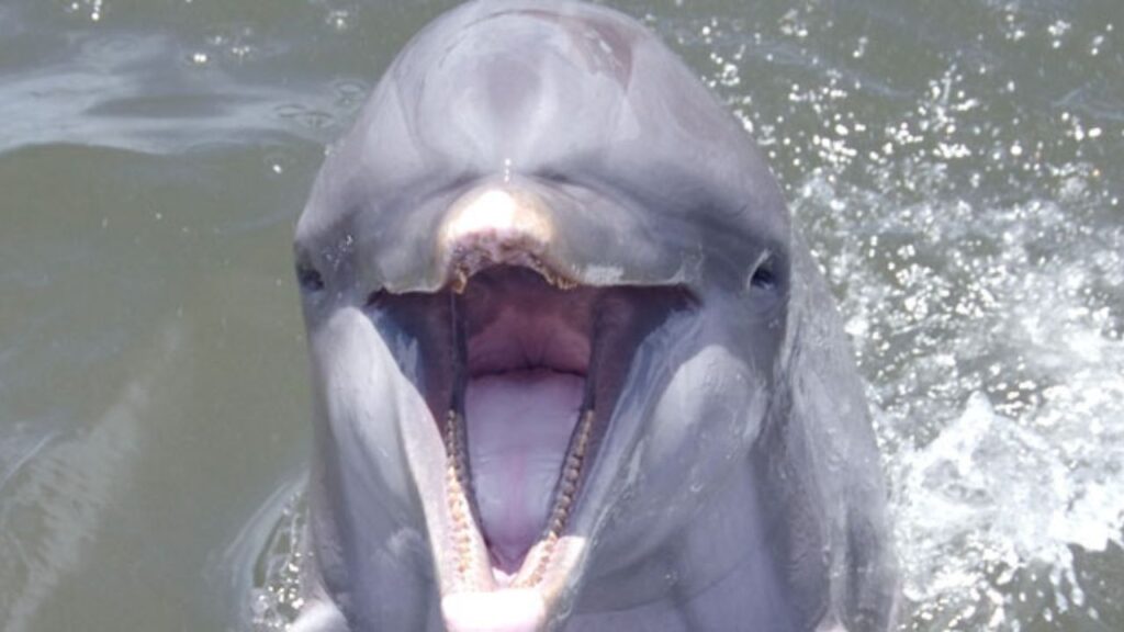 How Do Dolphins Vocalize