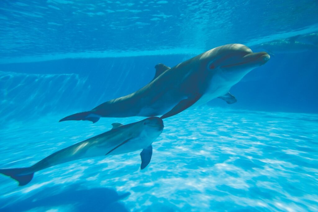 How Early Can Dolphins Detect Pregnancy