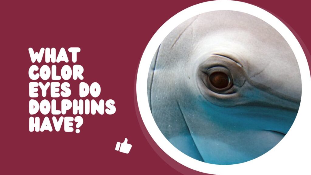 What Color Eyes Do Dolphins Have