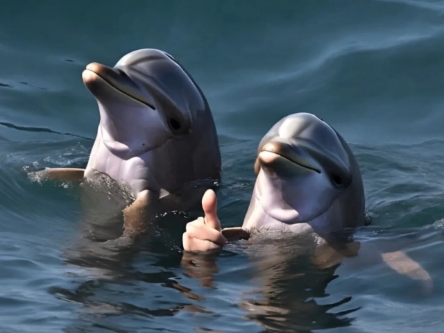What If Dolphins Had Opposable Thumbs 