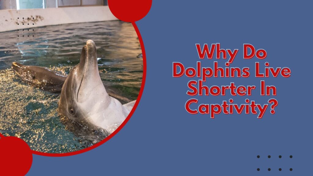 Why Do Dolphins Live Shorter In Captivity