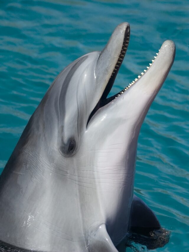 Most Fascinating Foods Dolphins Eat