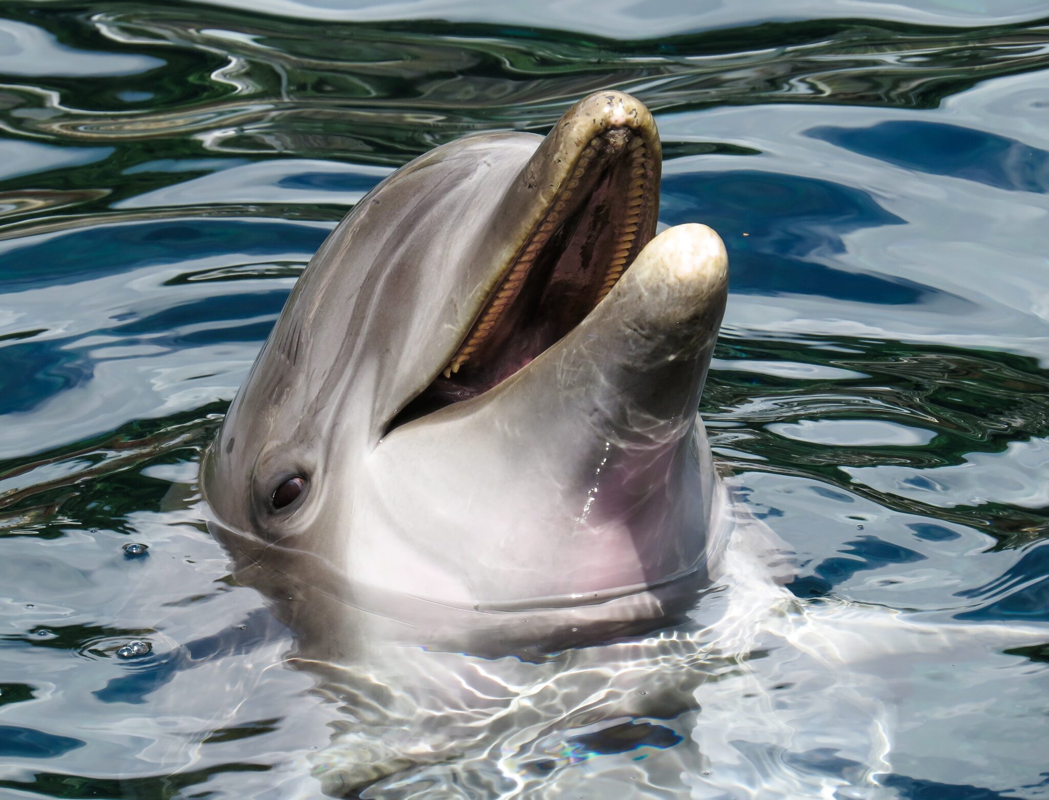 Dolphin Personality: A Dive into the Depths | DolphinXpert