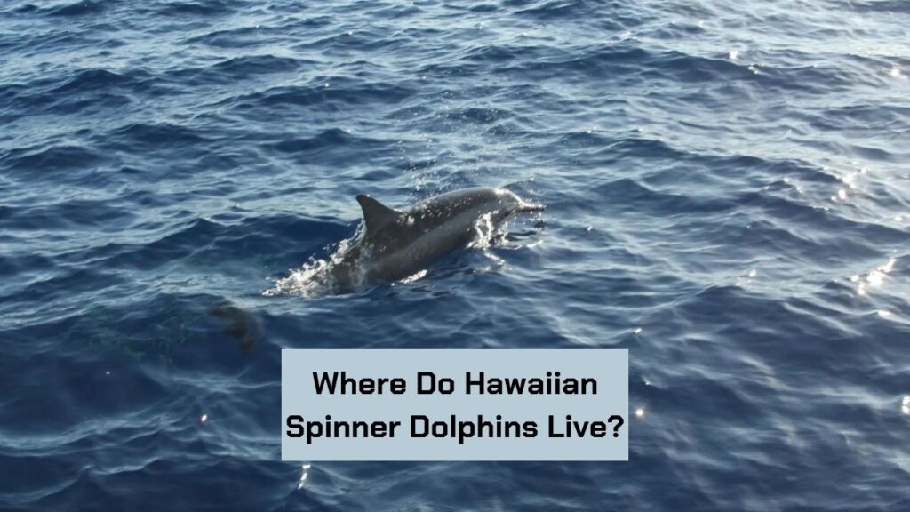 Where Do Hawaiian Spinner Dolphins Live