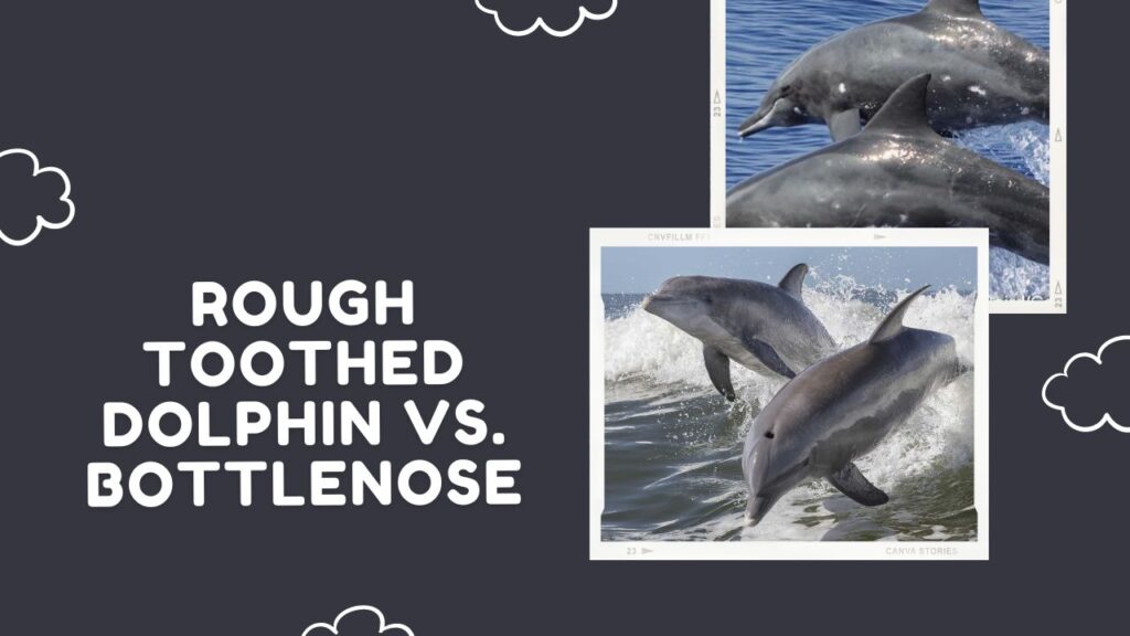 Rough Toothed Dolphin Vs. Bottlenose