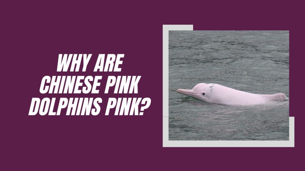 Why Are Chinese Pink Dolphins Pink
