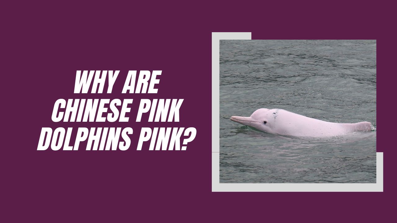 Why Are Chinese Pink Dolphins Pink? Surprising Reason! | DolphinXpert