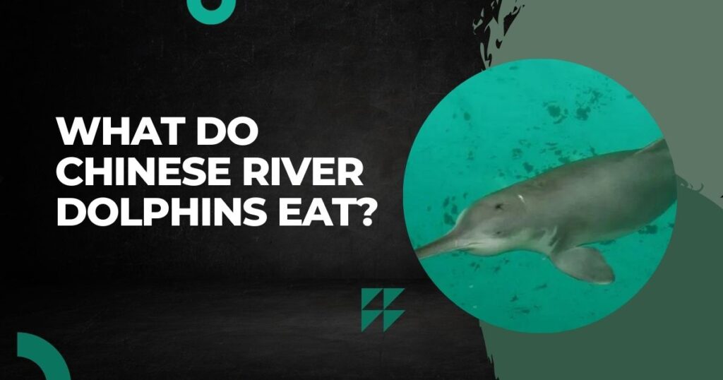 What Do Chinese River Dolphins Eat