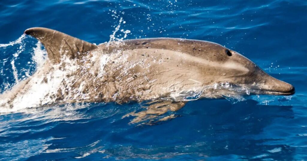 Are Rough-Toothed Dolphins Endangered