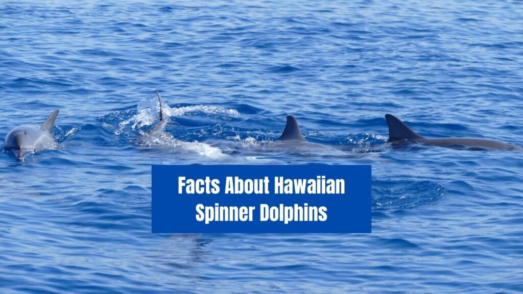 Facts About Hawaiian Spinner Dolphins