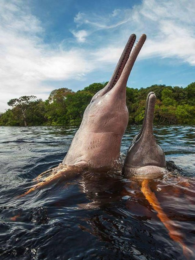 8 River Basins Where River Dolphins Live