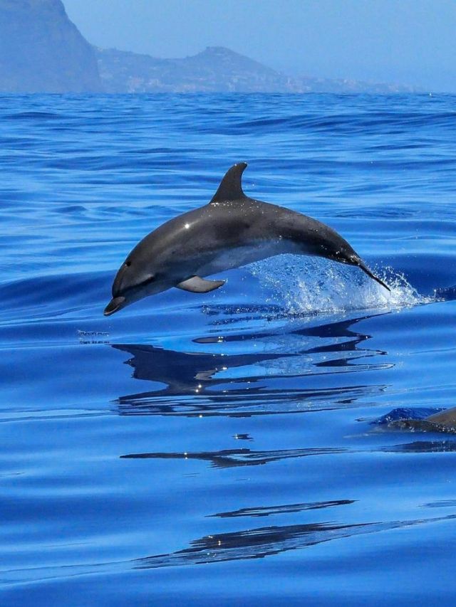 Is A Dolphin A Fish? 7 Interesting Facts Are Here!