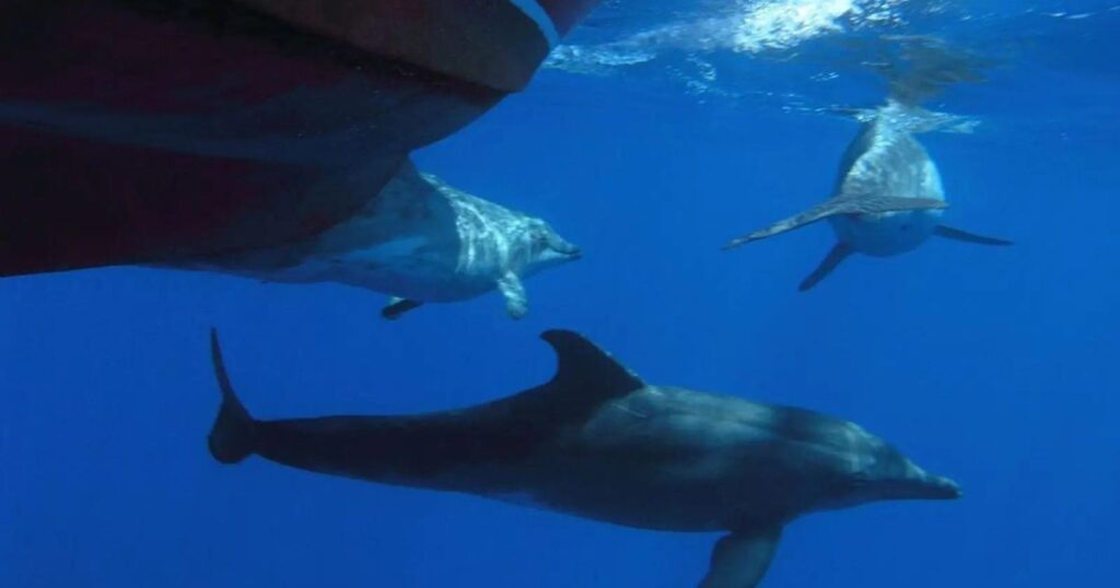 Are Rough-Toothed Dolphins Endangered?