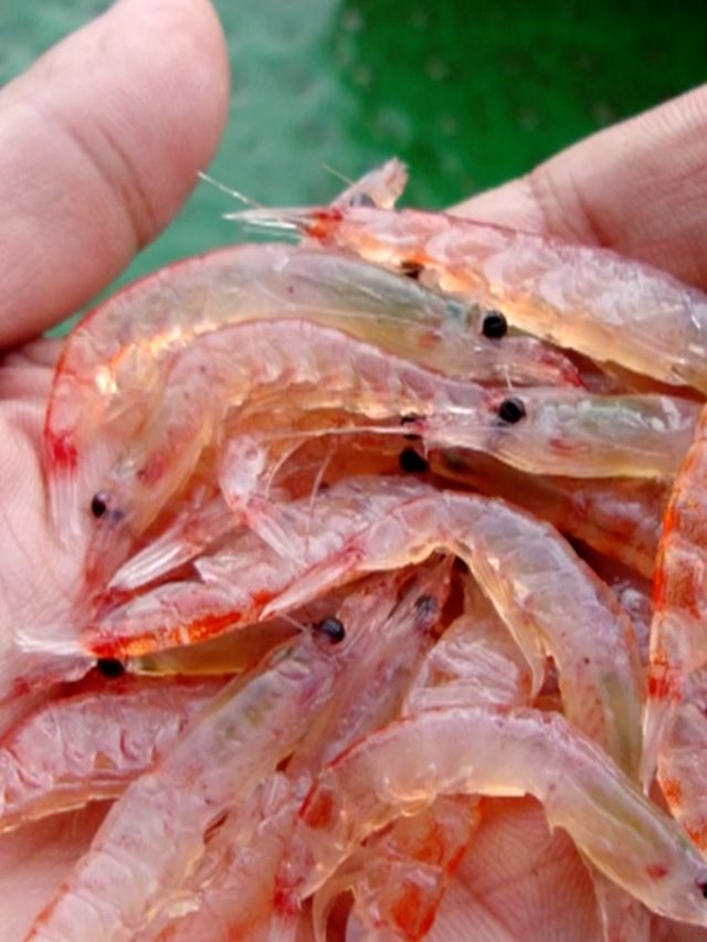 Can Humans Eat Krill?