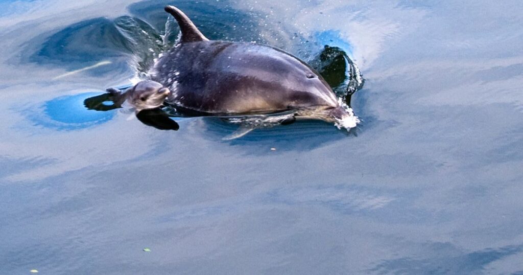 Are Rough-Toothed Dolphins Endangered