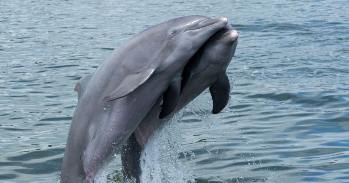 Can Dolphins Have Twins? Here Is The Truth! | DolphinXpert