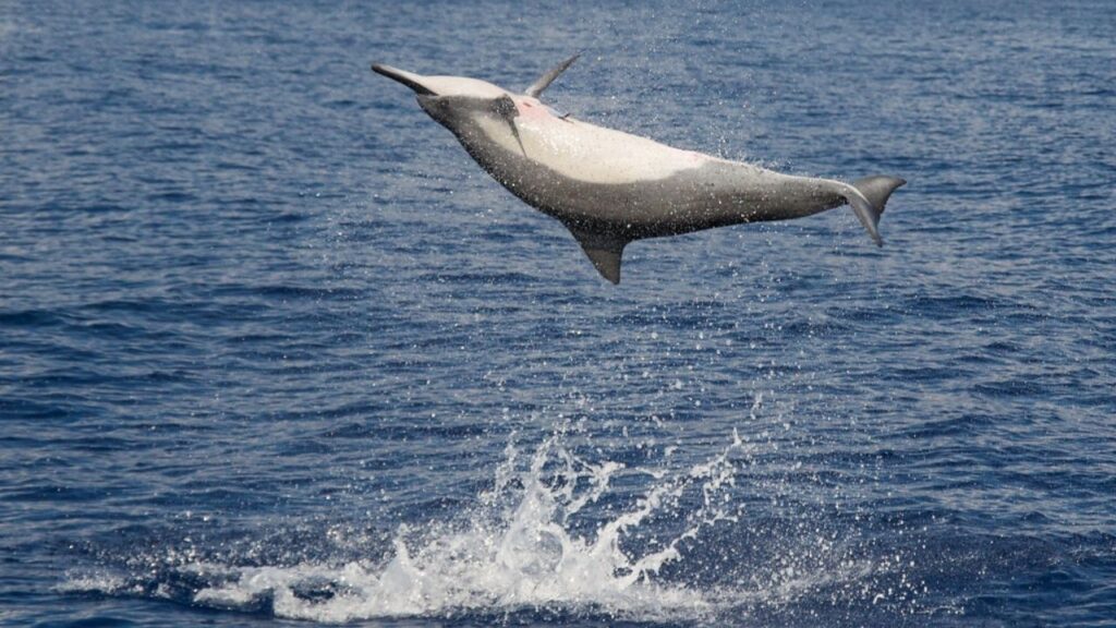 Facts About Hawaiian Spinner Dolphins