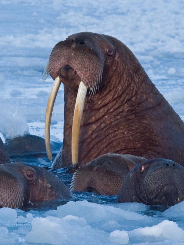 10 Interesting Facts About Walruses