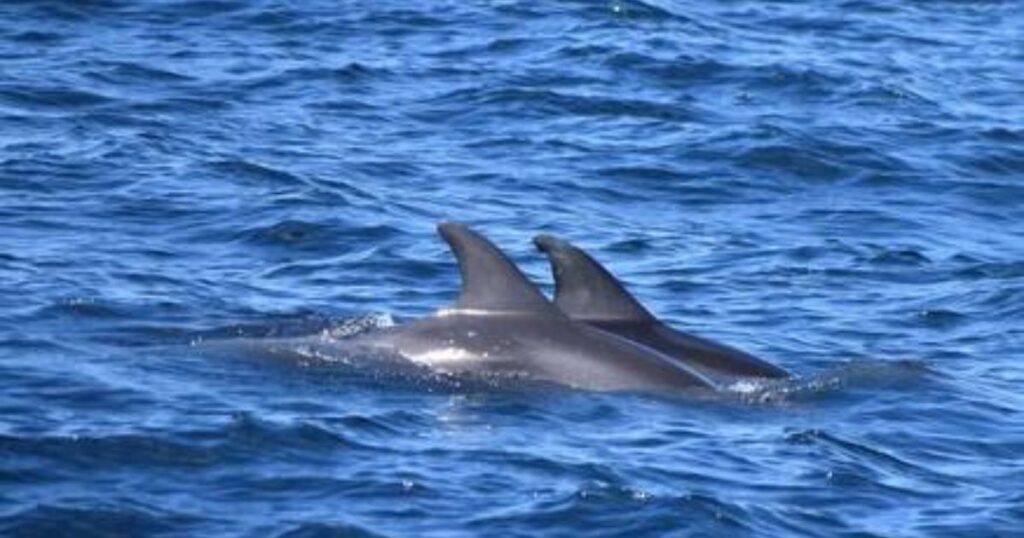 Can Dolphins Have Twins