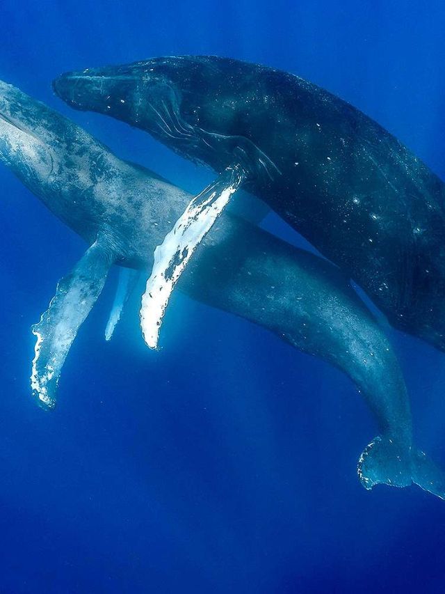 Male Humpback Whales Caught in Same-Sex Encounter