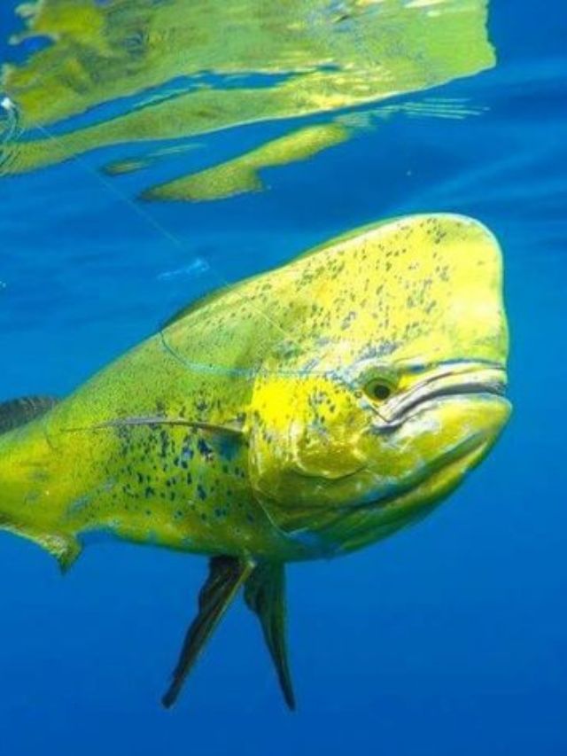 is mahi mahi dolphin