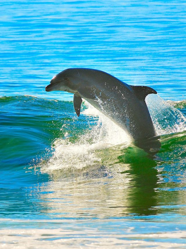 Endangered Dolphins: 7 Species Facing Dire Threats