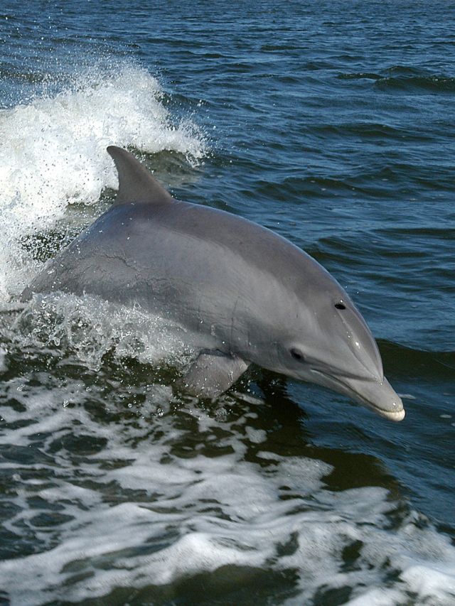 7 reasons why dolphins are dangerous