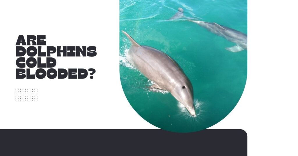 Are Dolphins Cold Blooded?