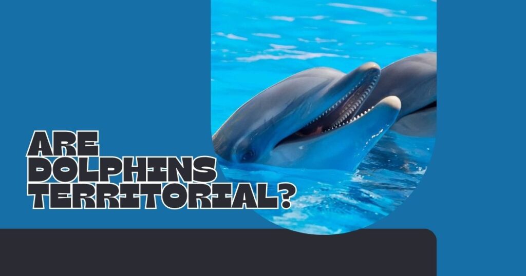 Are Dolphins Territorial