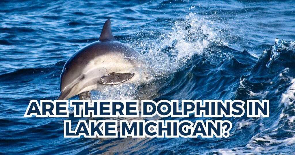 Are There Dolphins In Lake Michigan